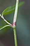 Pennsylvania smartweed